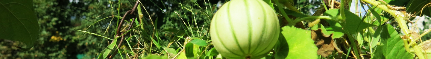 Melon