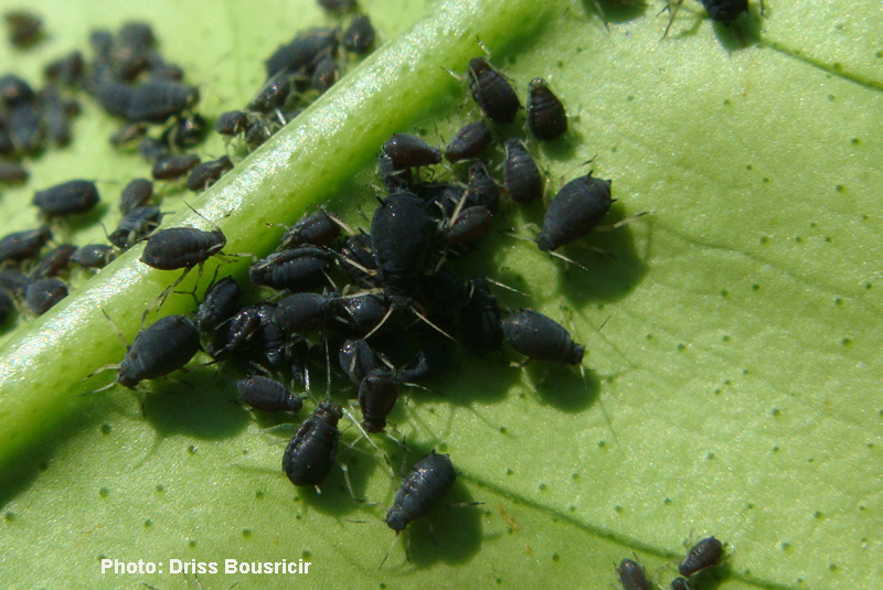 Puceron noir des agrumes-colonnie sur feuille avec fourmis