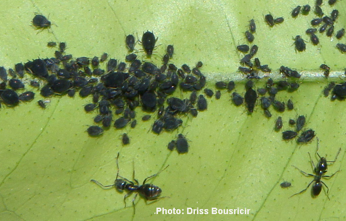 Puceron noir des agrumes-colonnie sur feuille avec fourmis