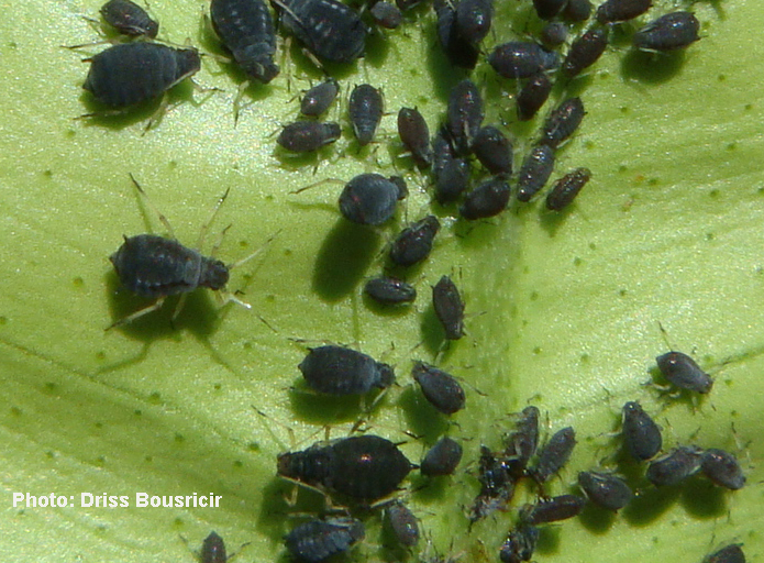 Puceron noir des agrumes-colonnie sur feuille avec fourmis